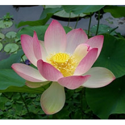 nelumbo nucifera - lotus çiçeği